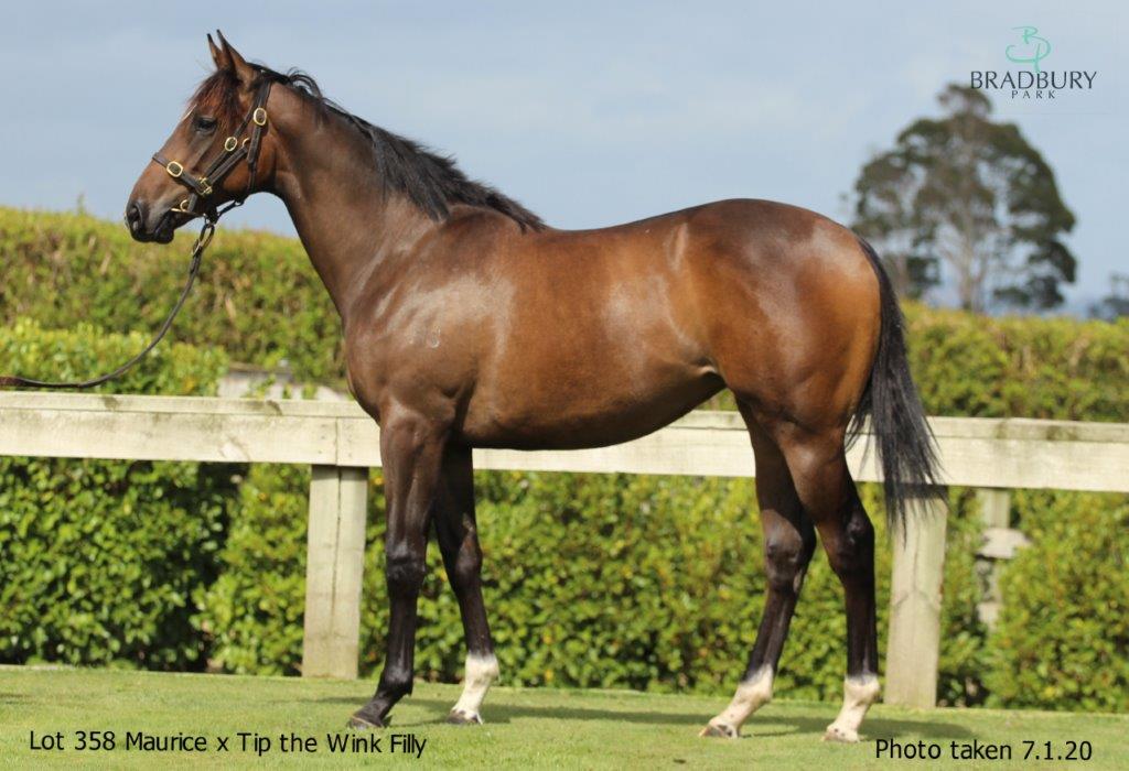 Takara | Karaka 2020 - Book 1 | New Zealand Bloodstock