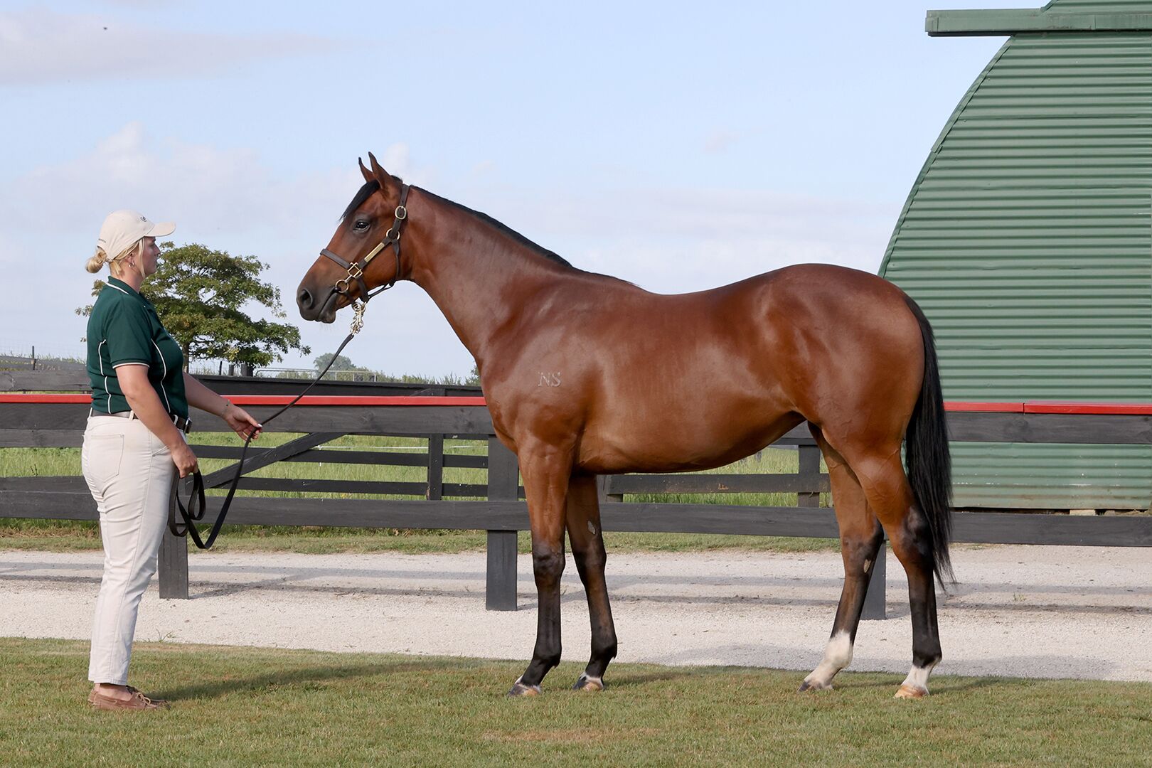 Lot 292, a bay filly by Satono Aladdin out of Avisto, at Karaka 2026